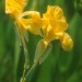 Golden Canna